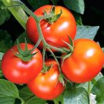 Carol Tomato