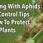 Aphid Control