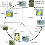 Aphid Life Cycle