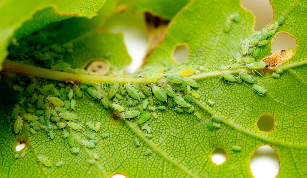 Aphid Spray Recipes Austral Seedlings