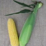 corn max