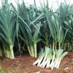 leeks