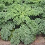 Green Curly Kale