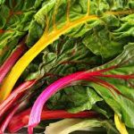 Rainbow chard