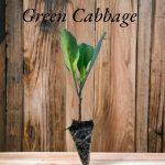 Green Cabbage