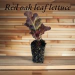 Red Oakleaf lettuce