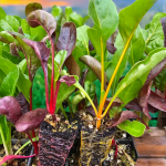 Rainbow chard seedlings