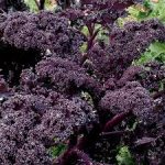 Red Curly Kale