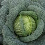 Savoy Cabbage