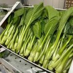 Choi Sum