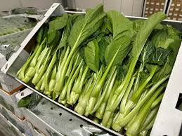 Asian Choi sum or Chinese flowering cabbage Extra Photo