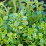 thyme