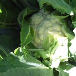 DSCF2296