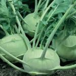 White Kohlrabi