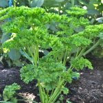 Curly parsley