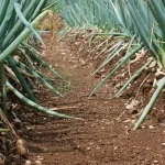 Brown Onion