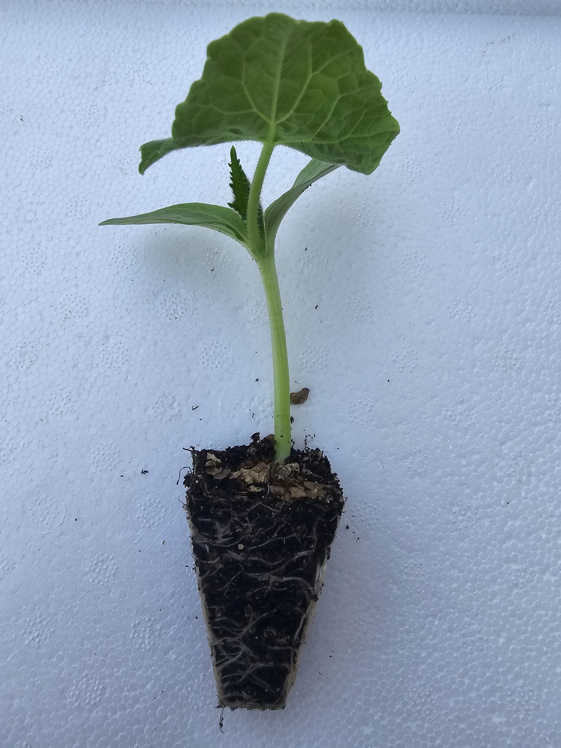 Cucumber Lebanese Extra Photo
