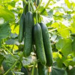 cucumber-lebanese